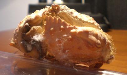 calappa undulata T.F.C. small cheliped.JPG